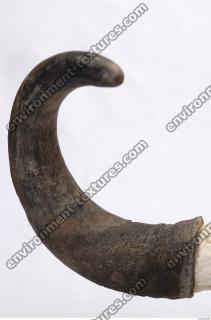 skull antler 0031